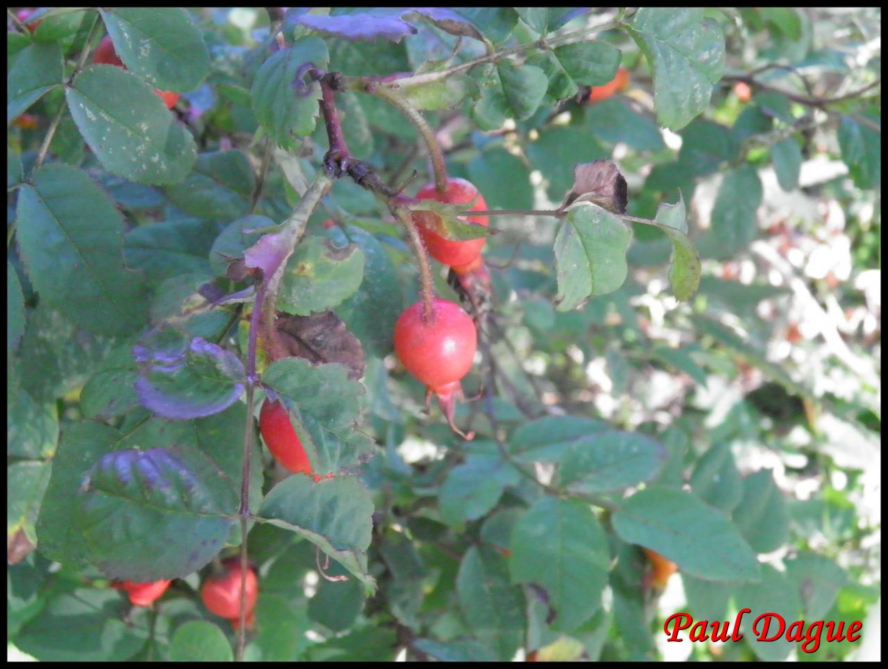 églantine.rosier des chiens-rosa canina-rosacée