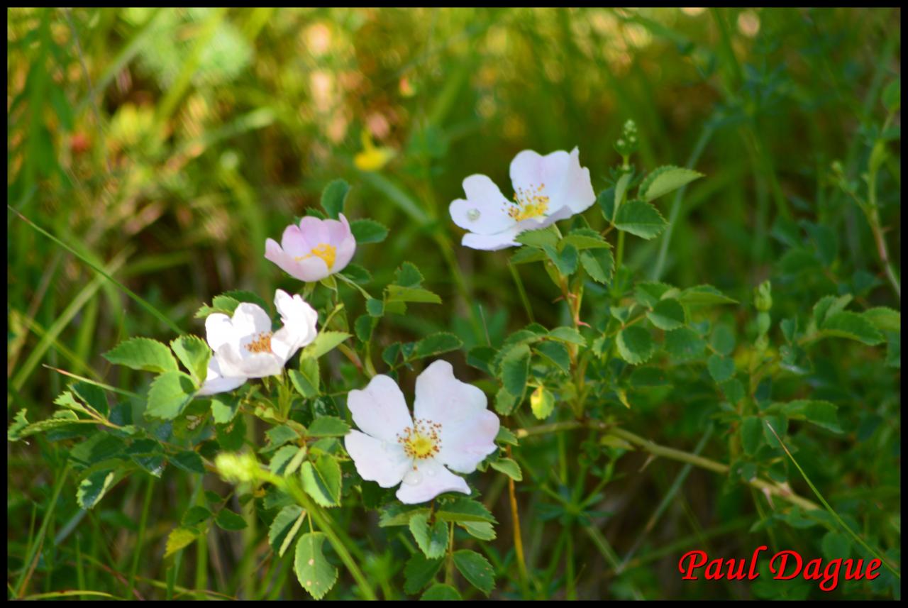 églantine.rosier des chiens-rosa canina-rosacée