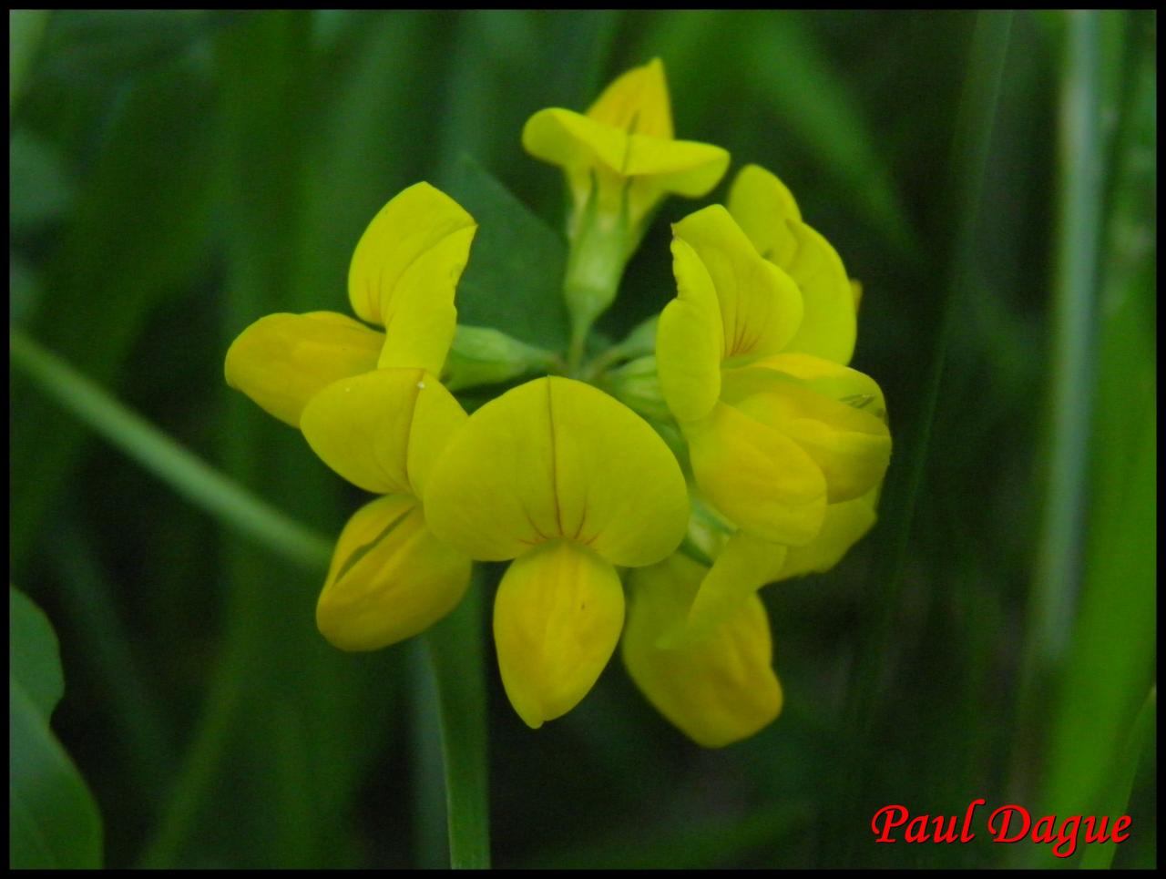 lotier corniculé-lotus corniculatus-fabacée