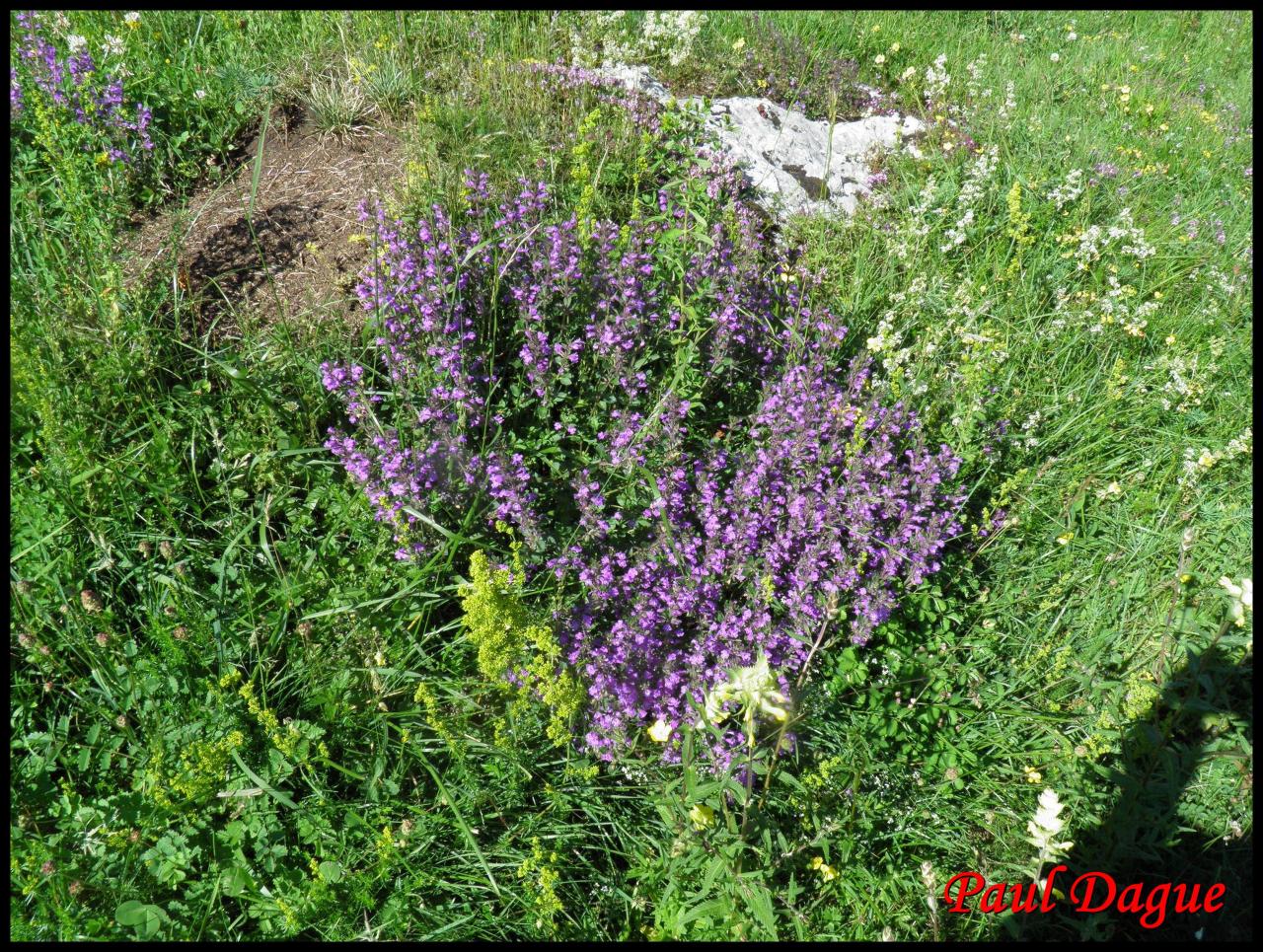 sariette des alpes-acinos alpinus-lamiacée