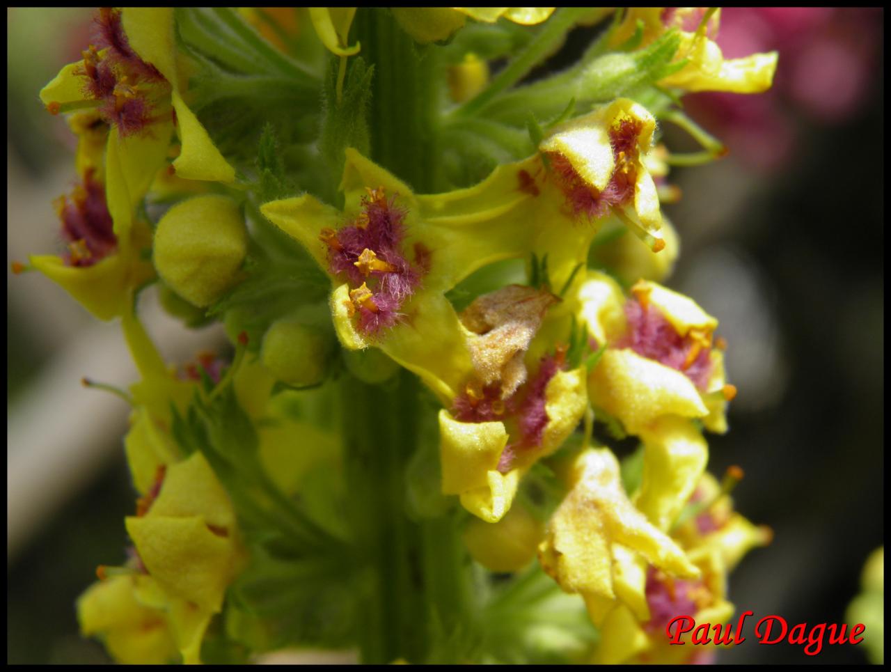 molène noire-verbascum nigrum-scrophulariacée