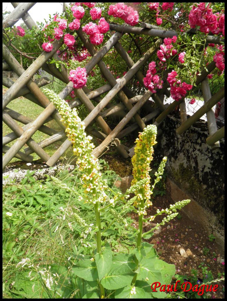 molène noire-verbascum nigrum-scrophulariacée