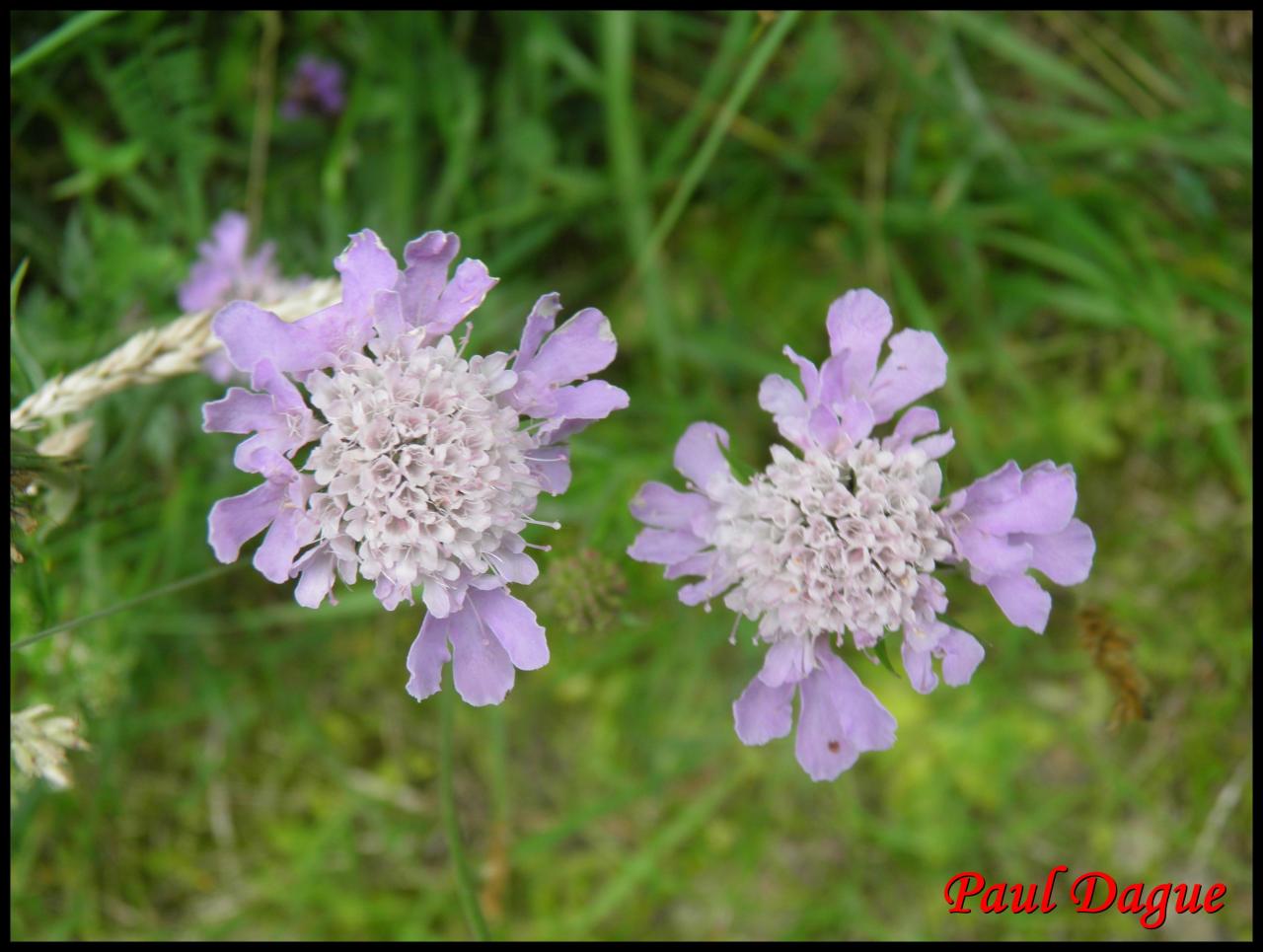 scabieuse luisante-scabosia lucida-dipsacacée