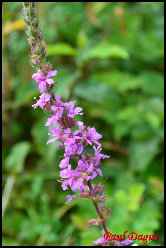 salicaire commune-lytrum salicaria-lythracée