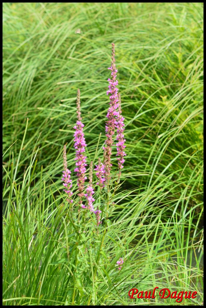 salicaire commune-lytrum salicaria-lythracée