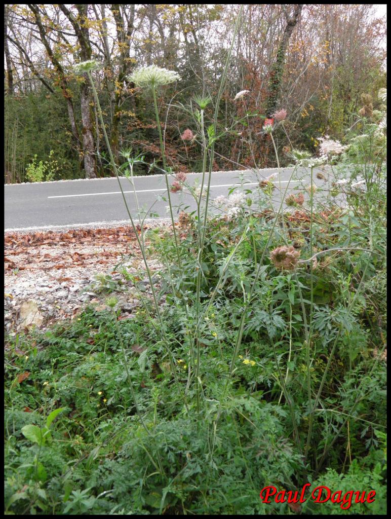 carotte sauvage-daucus carota-apiacée