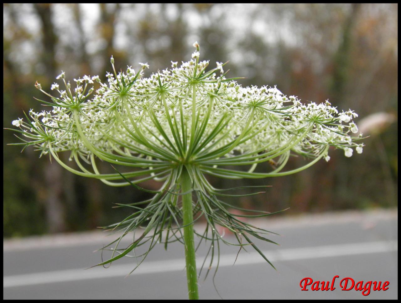 carotte sauvage-daucus carota-apiacée