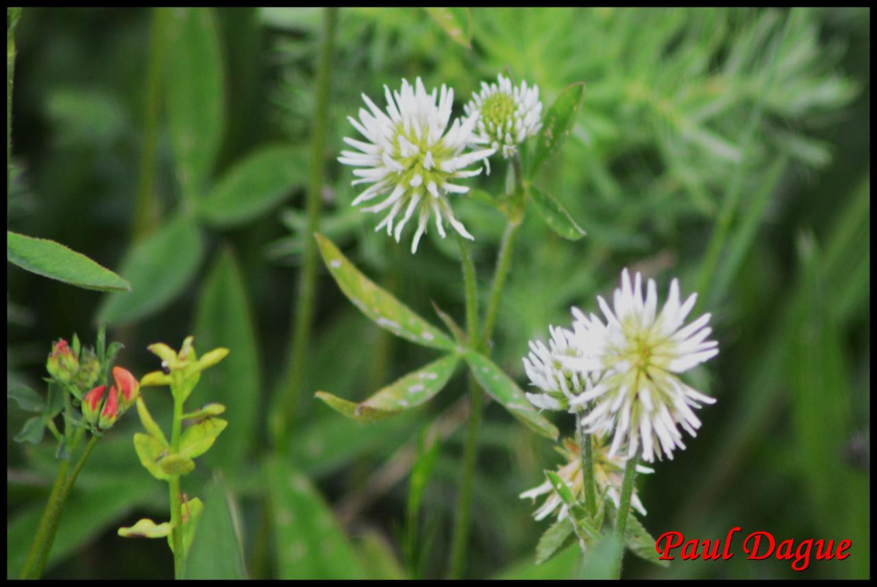 trèfle des montagnes-trifolium montanum-fabacée