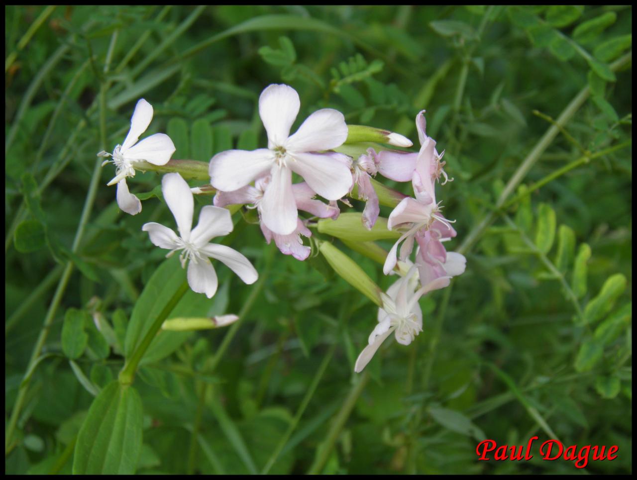 saponaire officinale-saponaria officinalis-caryophyllacée