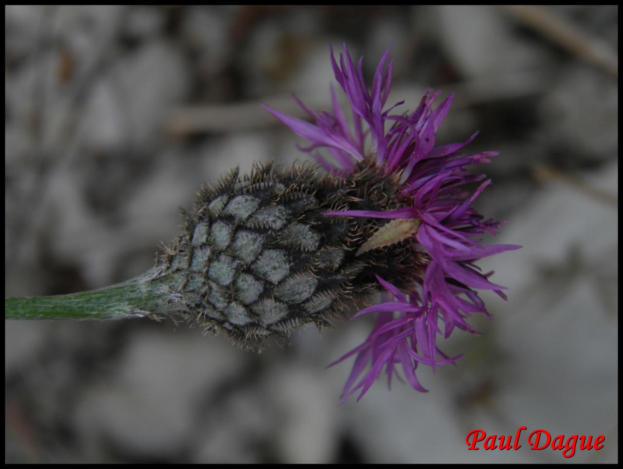 centaurée scabieuse-centaurea scabiosa-astéracée