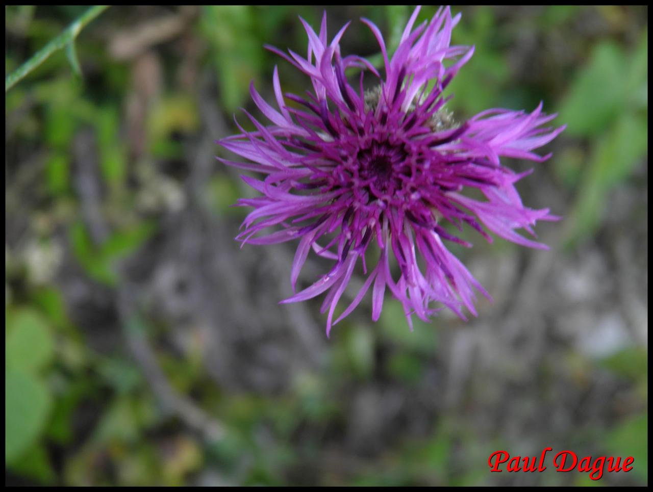 centaurée scabieuse-centaurea scabiosa-astéracée