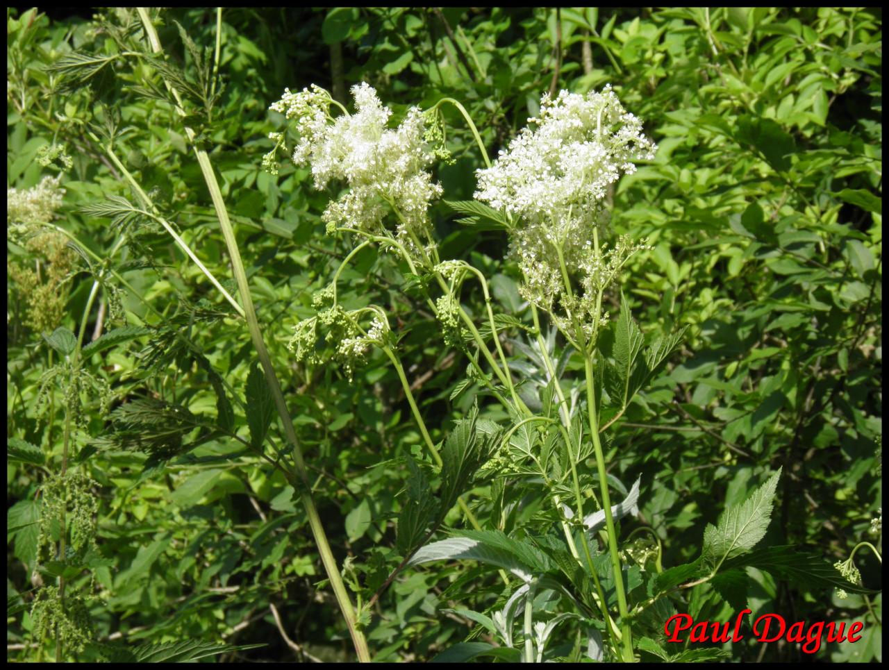 reine des prés-filipendula ulmaria-rosacée