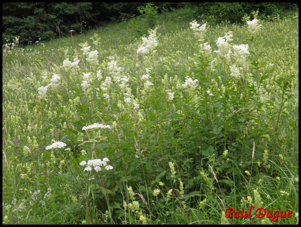 reine des prés-filipendula ulmaria-rosacée