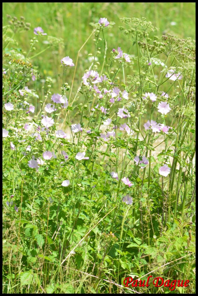 mauve alcée-malva alcea-malvacée