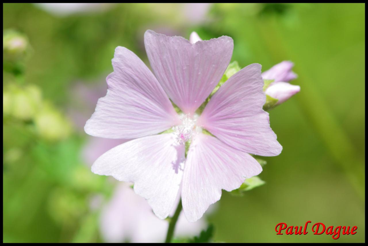 mauve alcée-malva alcea-malvacée