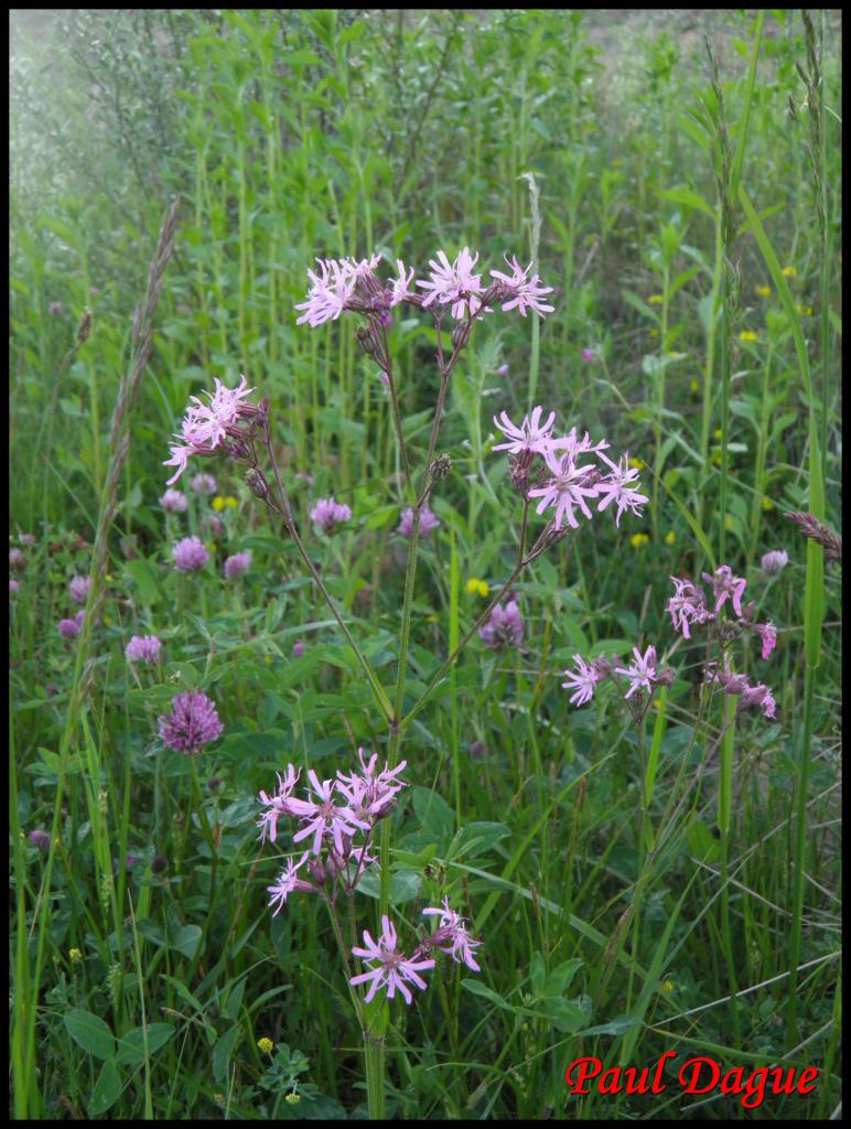 silène fleur de coucou-silene flos cuculi-caryophyllacée