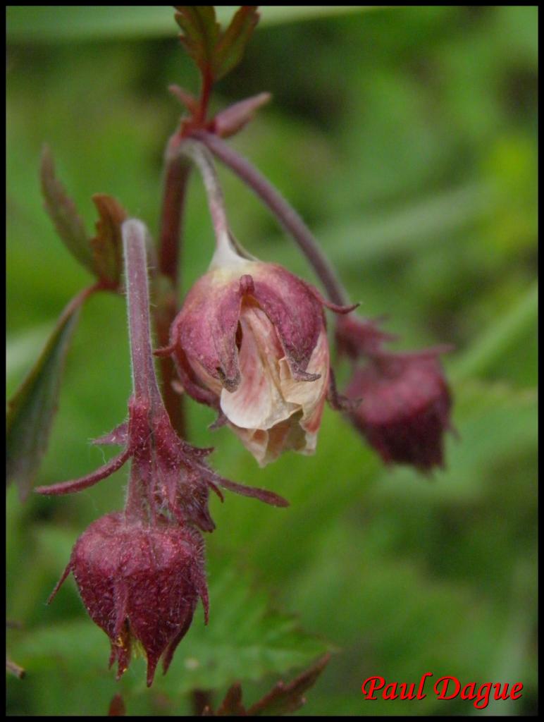 benoite des ruisseaux-geum rivale-rosacée