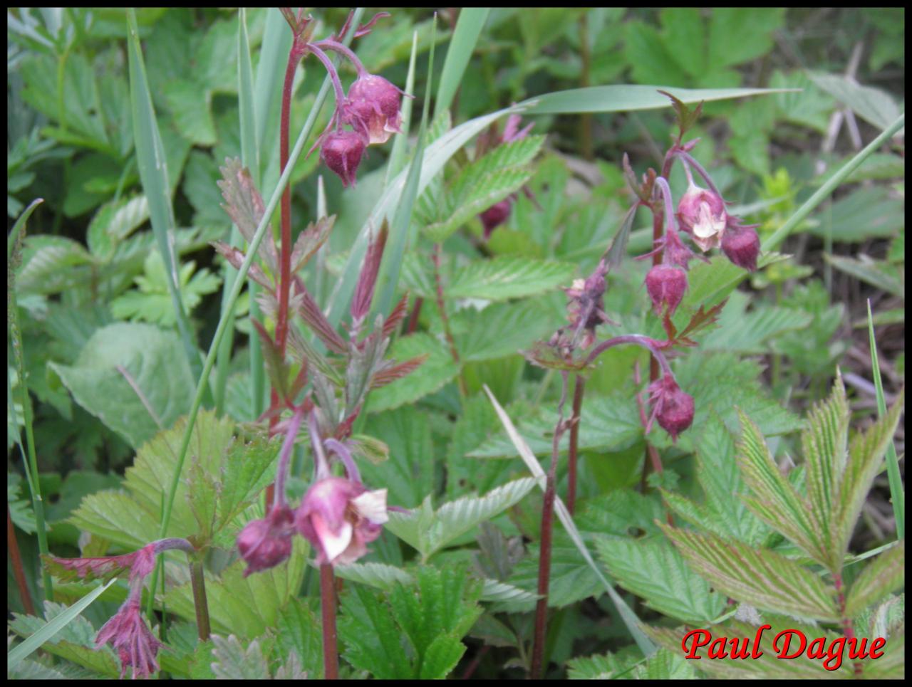 benoite des ruisseaux-geum rivale-rosacée