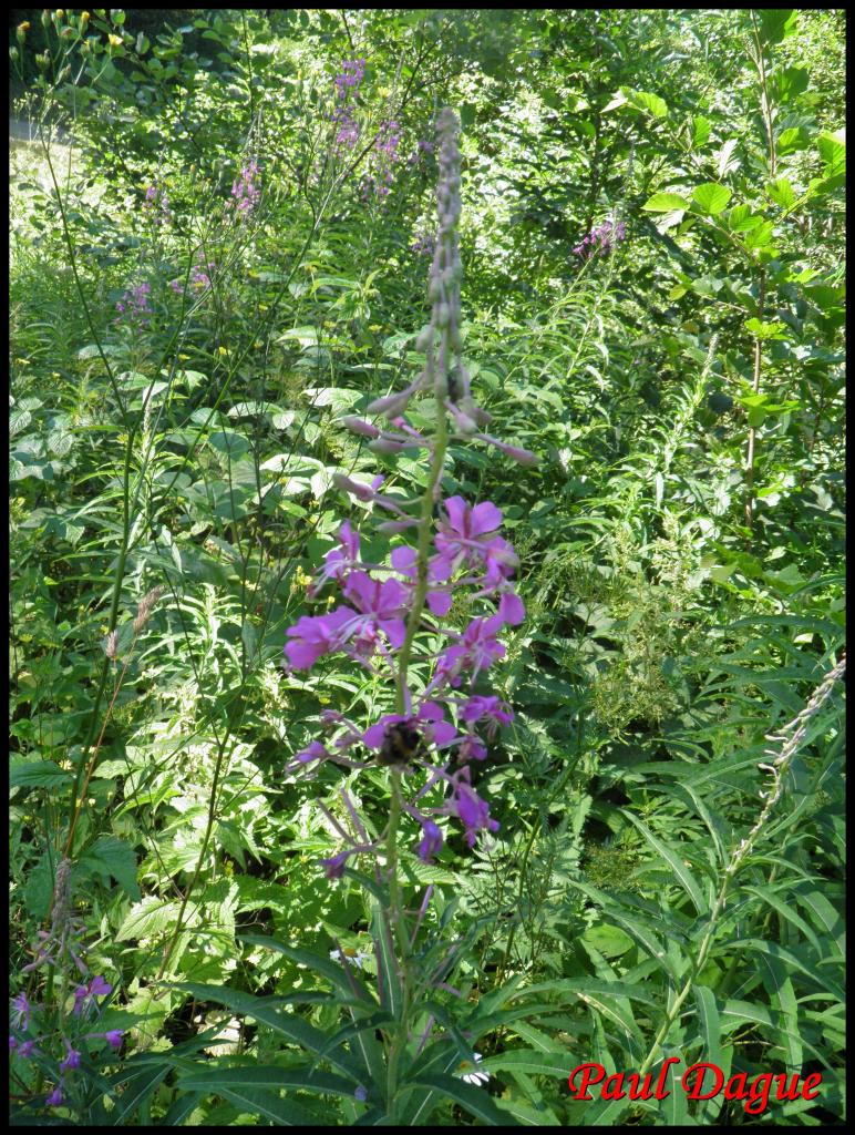 laurier de St Antoine-epilobium augustifolium-onagracée