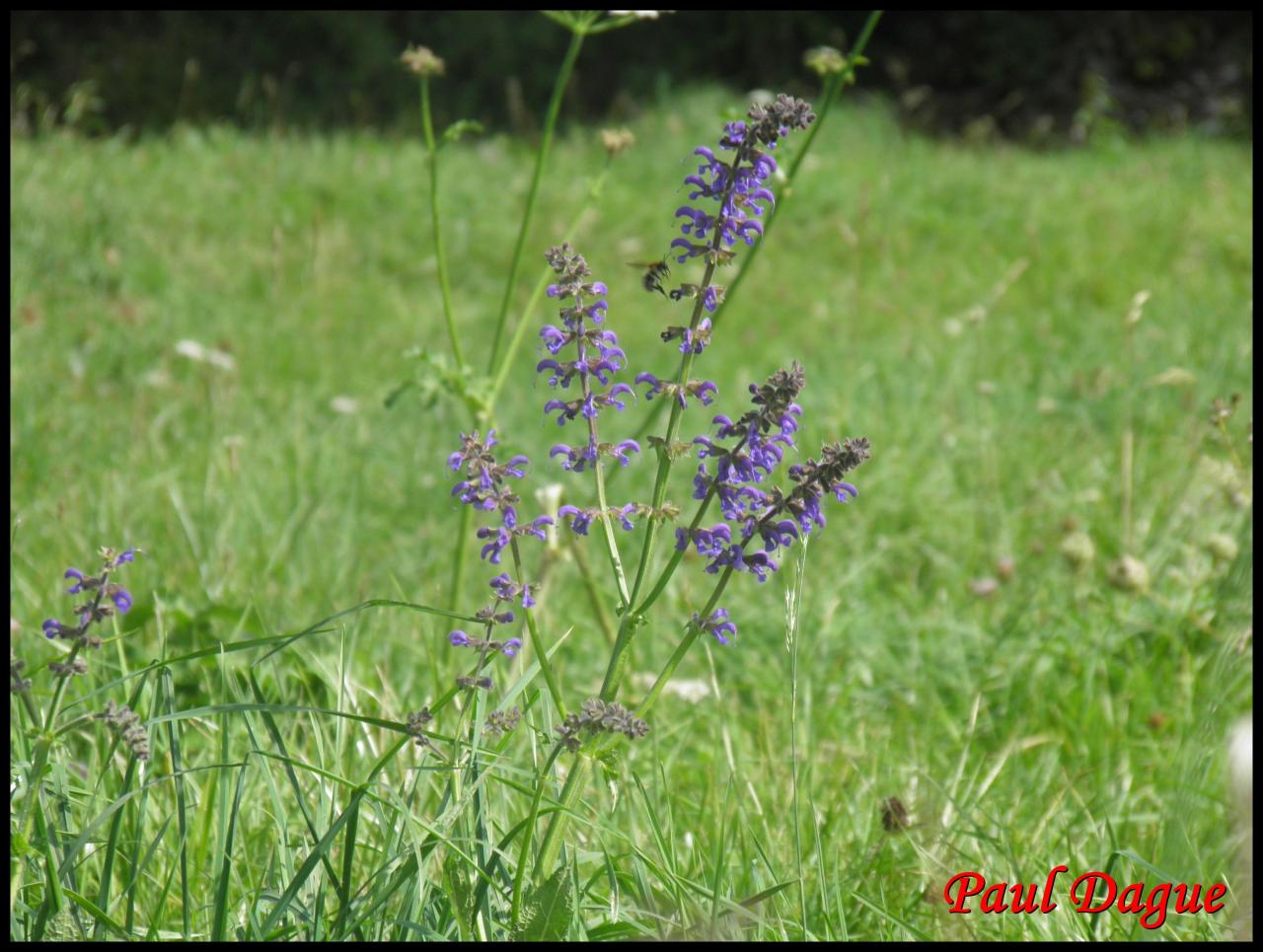 sauge des prés-salvia pratensis-lamiacée