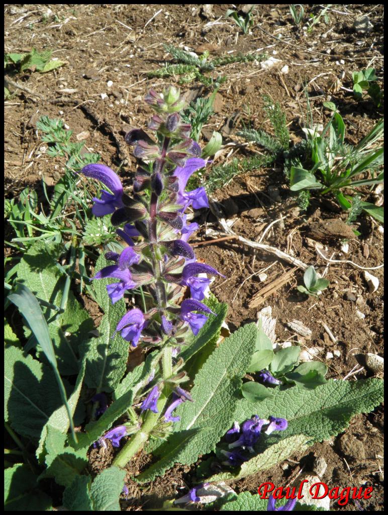 sauge des prés-salvia pratensis-lamiacée