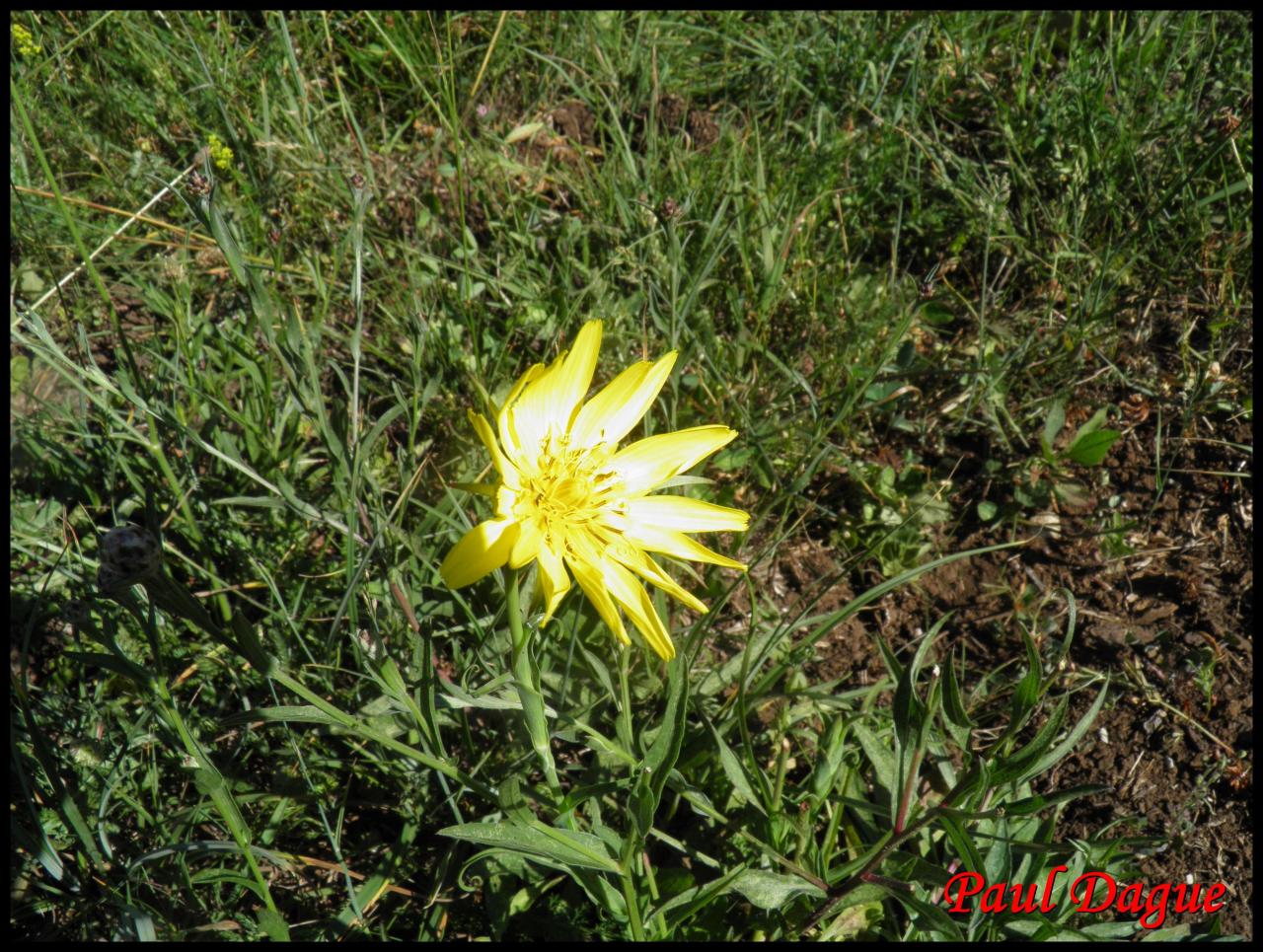 salsifis des prés,barbe de bouc-tragopogon pratensis-astéracée