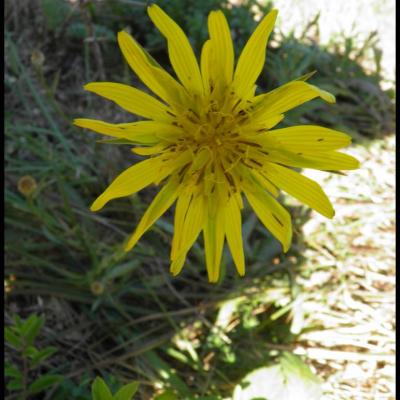 fleurs jaunes en capitule