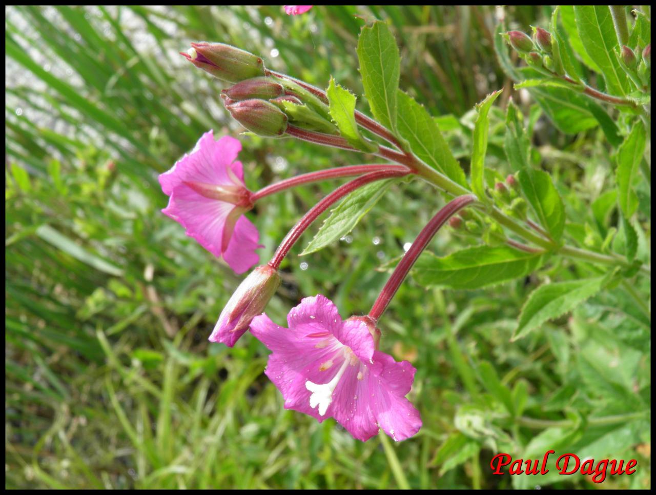 épilobe hirsute,hérissé-epilobium hirsutum-onagracée