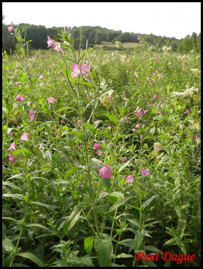 épilobe hirsute,hérissé-epilobium hirsutum-onagracée