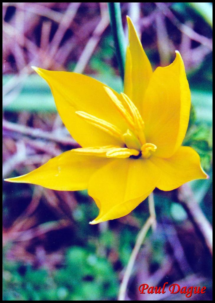 tulipe sauvage-tulipa sylvestris-liliacée