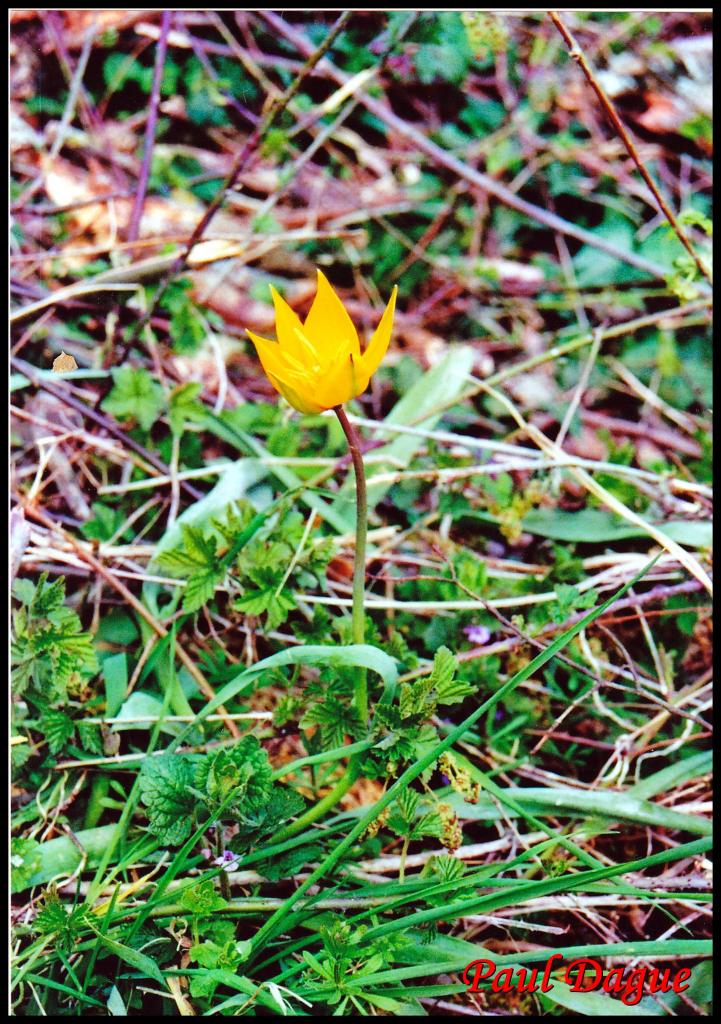 tulipe sauvage-tulipa sylvestris-liliacée