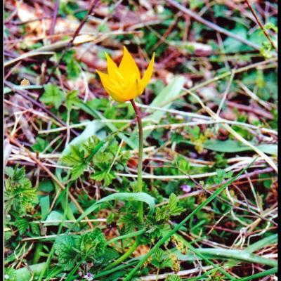 fleurs jaunes à 6 pétales ou plus