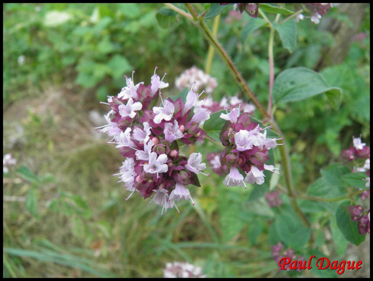 marjolaine ,origan -origanum vulgare-lamiacée