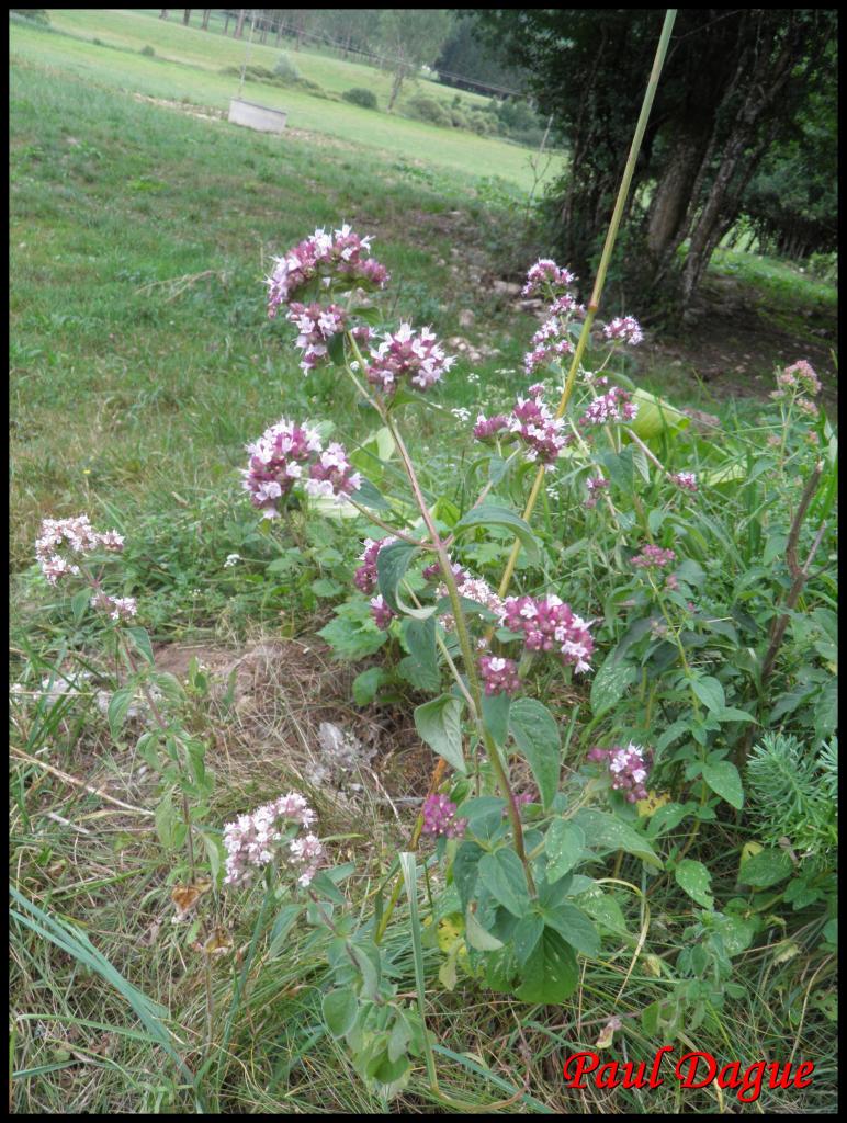 marjolaine ,origan -origanum vulgare-lamiacée