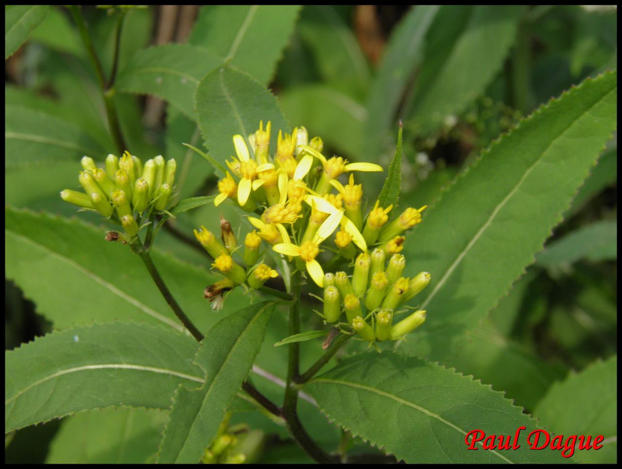 sénéçon ovale-senecio ovatus-astéracée