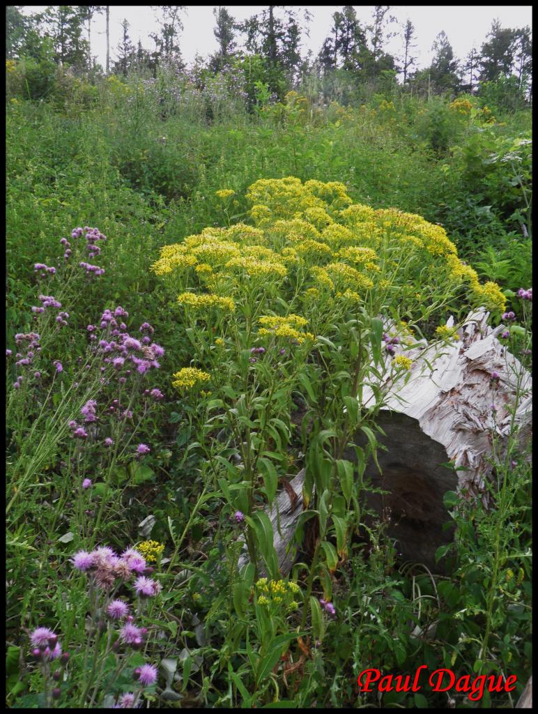 sénéçon ovale-senecio ovatus-astéracée