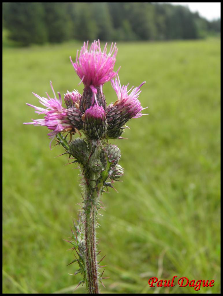 cirse des marais-cirsium palustre-astéracée