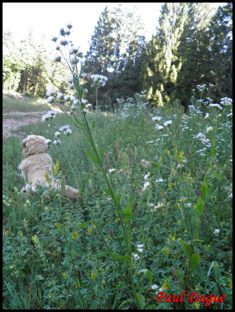 vergerette annuelle-erigeron annuus-astéracée