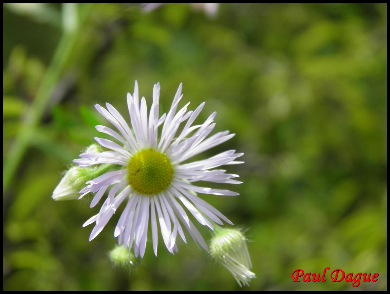 vergerette annuelle-erigeron annuus-astéracée