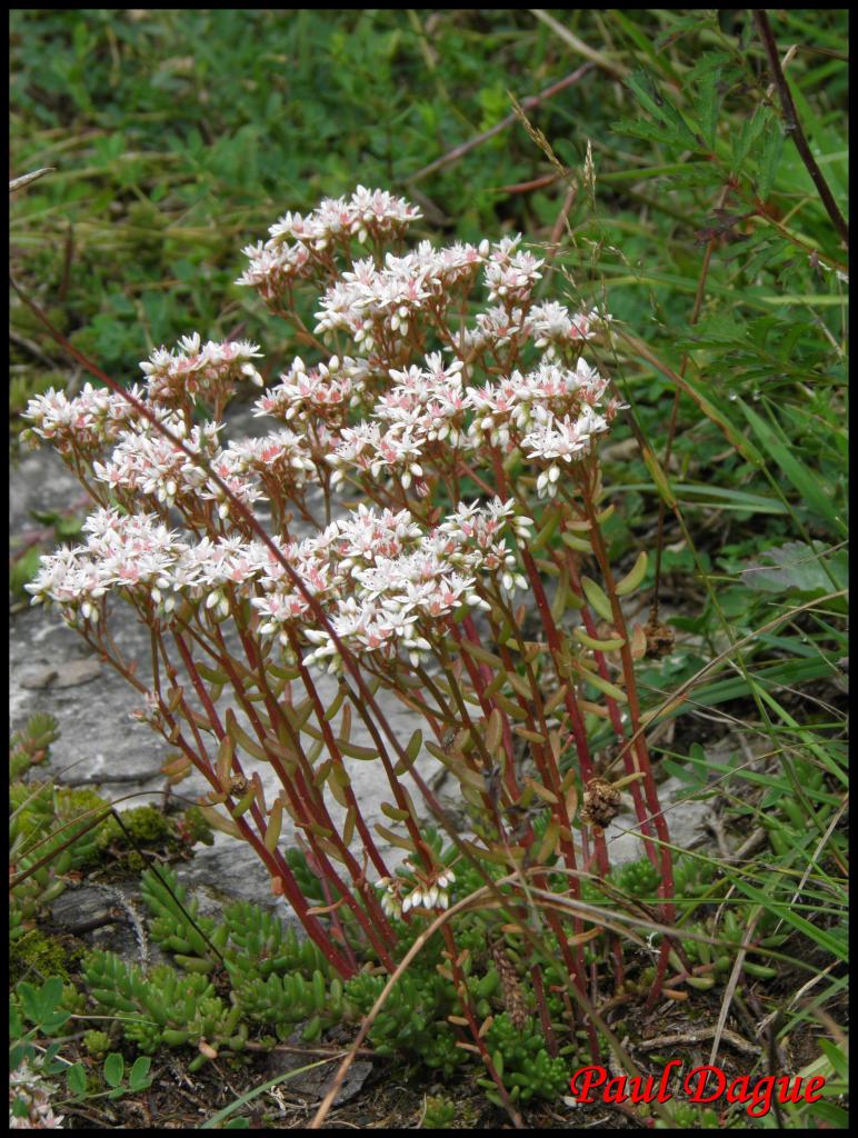 orpin blanc-sedum album-crassulacée