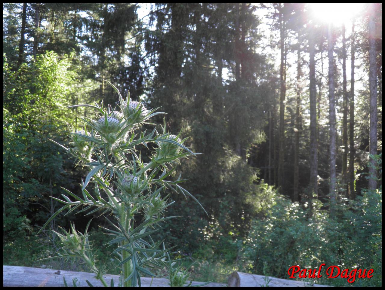 cirse laineux,chardon des anes-cirsium eriophorium-astéracée