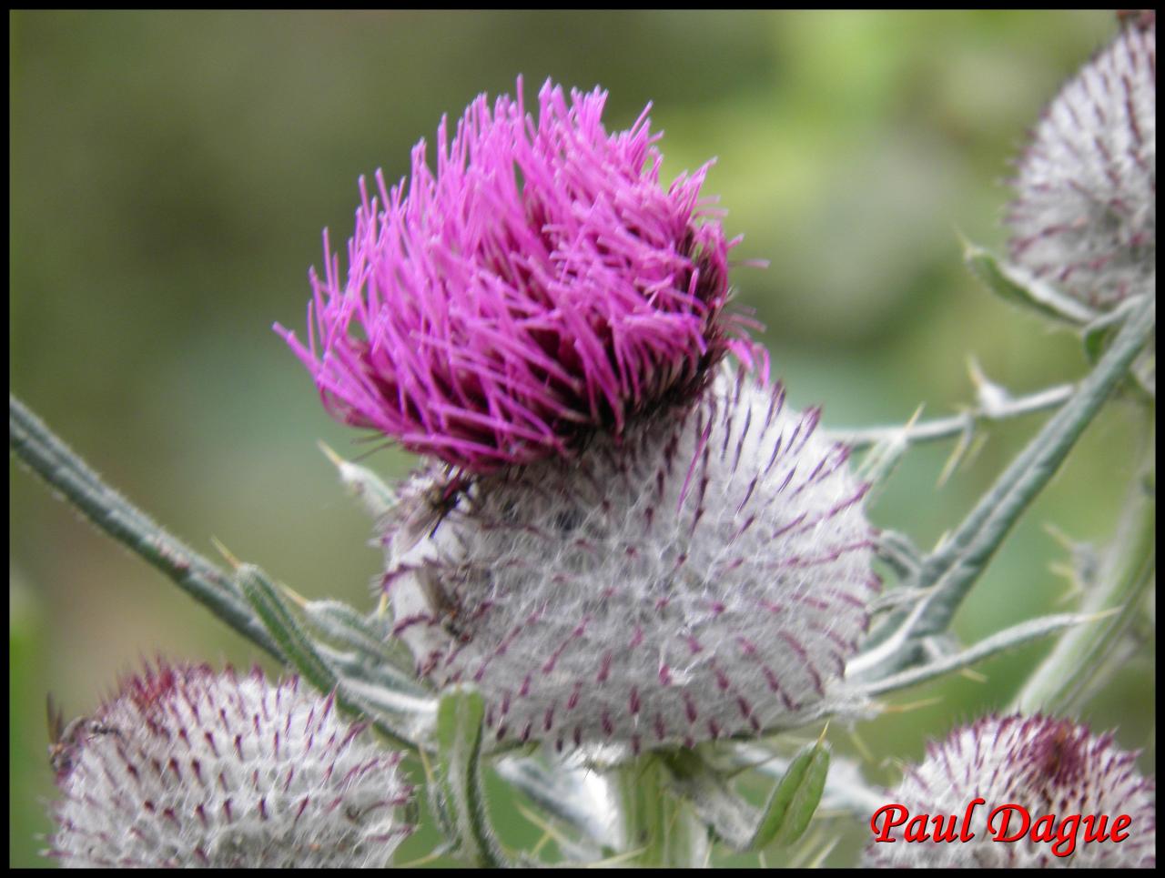 cirse laineux,chardon des anes-cirsium eriophorium-astéracée