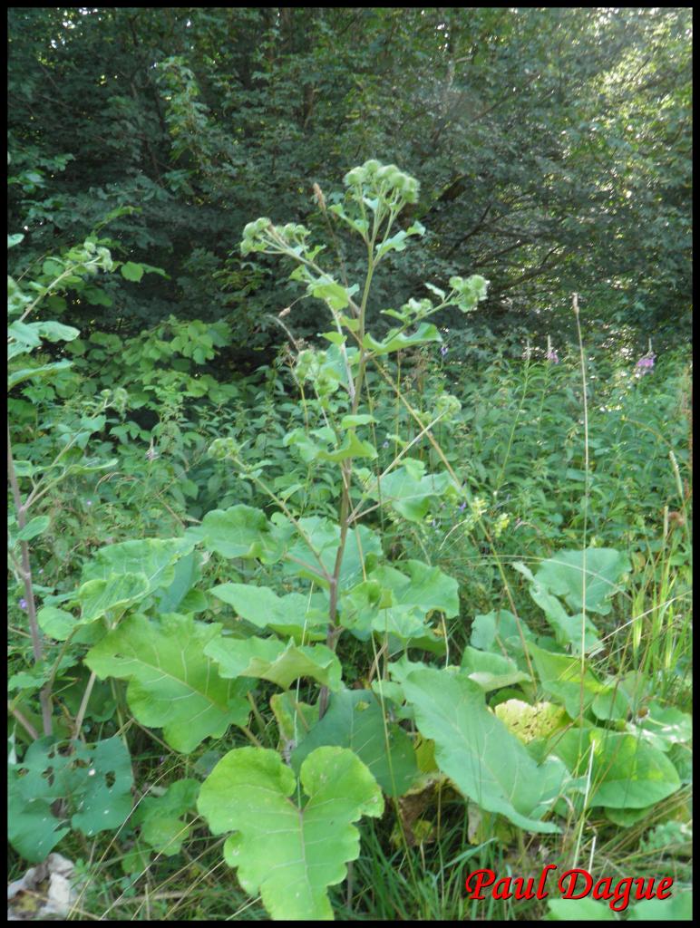 bardane commune-arctium lappa-astéracée