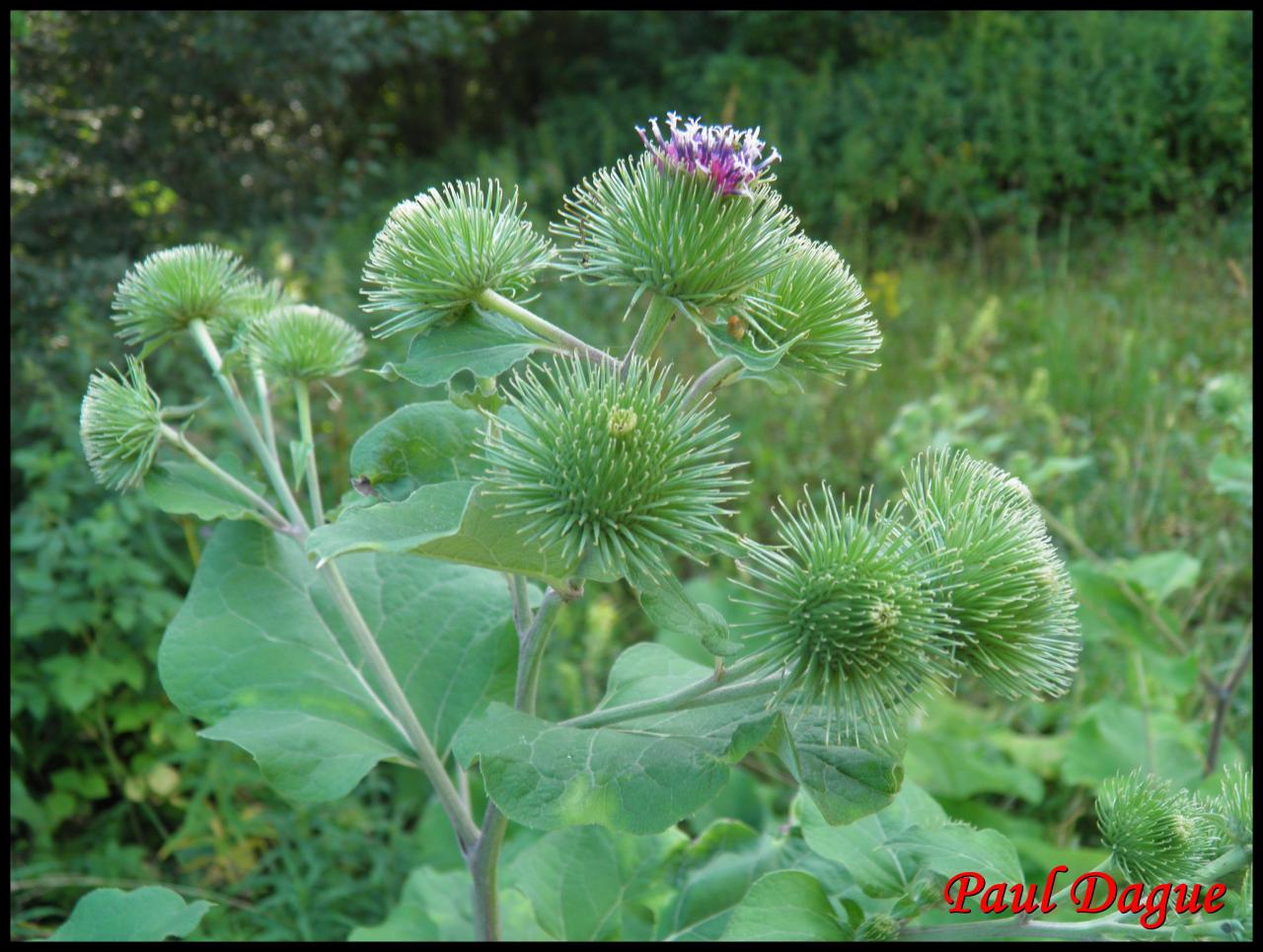 bardane commune-arctium lappa-astéracée