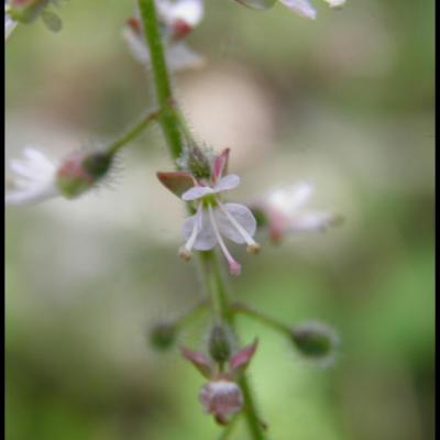 fleurs blanches à 4 pétales ou moins