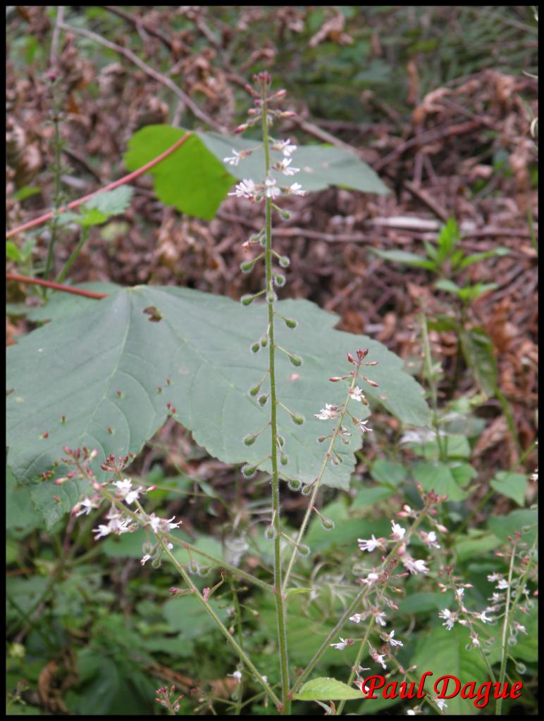 circée intermédiaire-circaea intermedia-onagracée