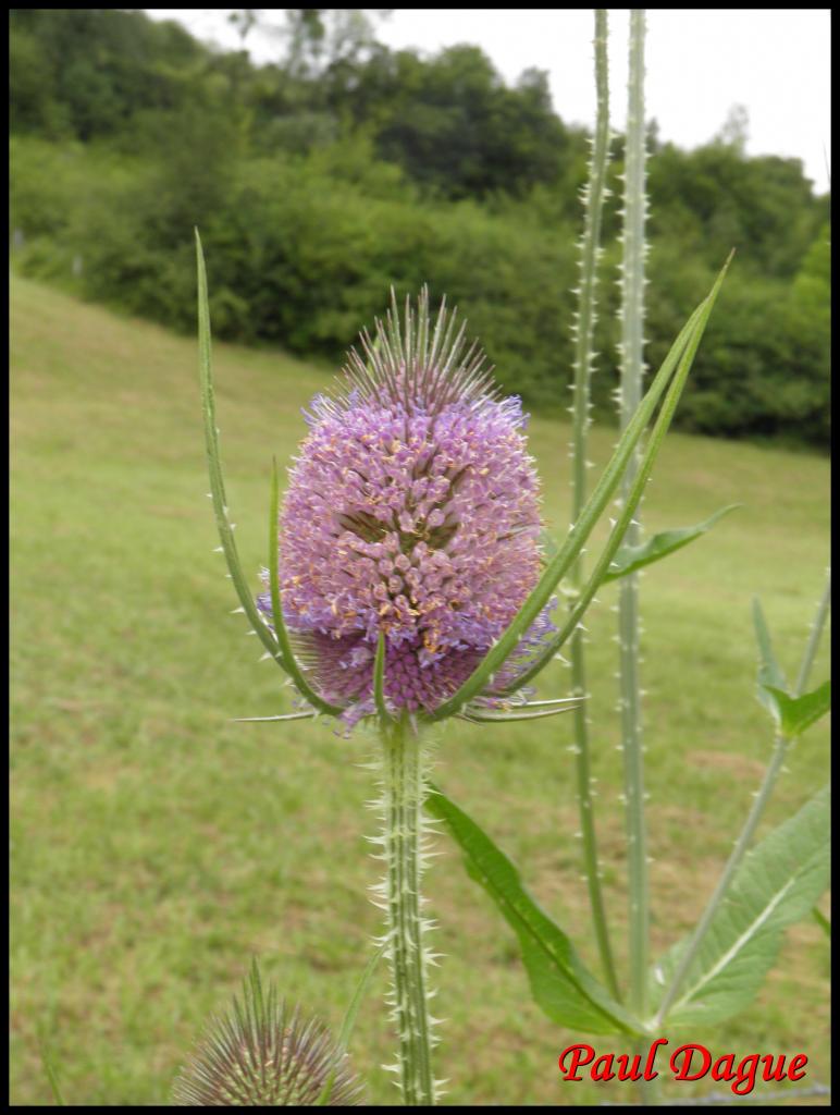 cabaret des oiseaux-dipsacus follunum-dipsacacée