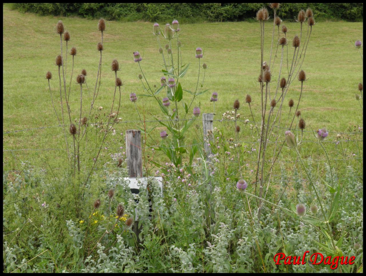 cabaret des oiseaux-dipsacus follunum-dipsacacée