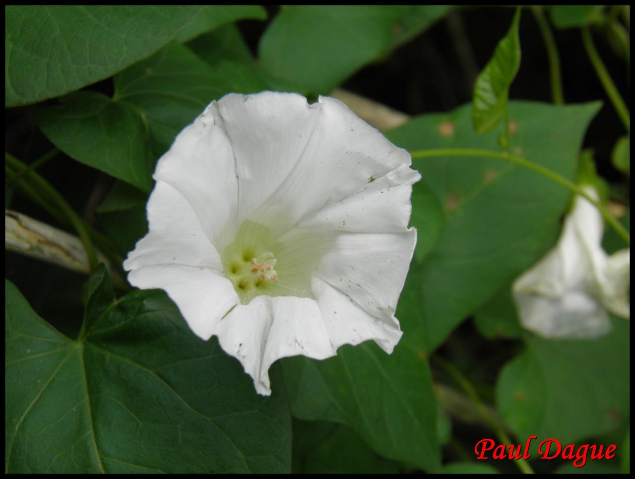 liseron des haies-calystegia sepium-convolvulacée