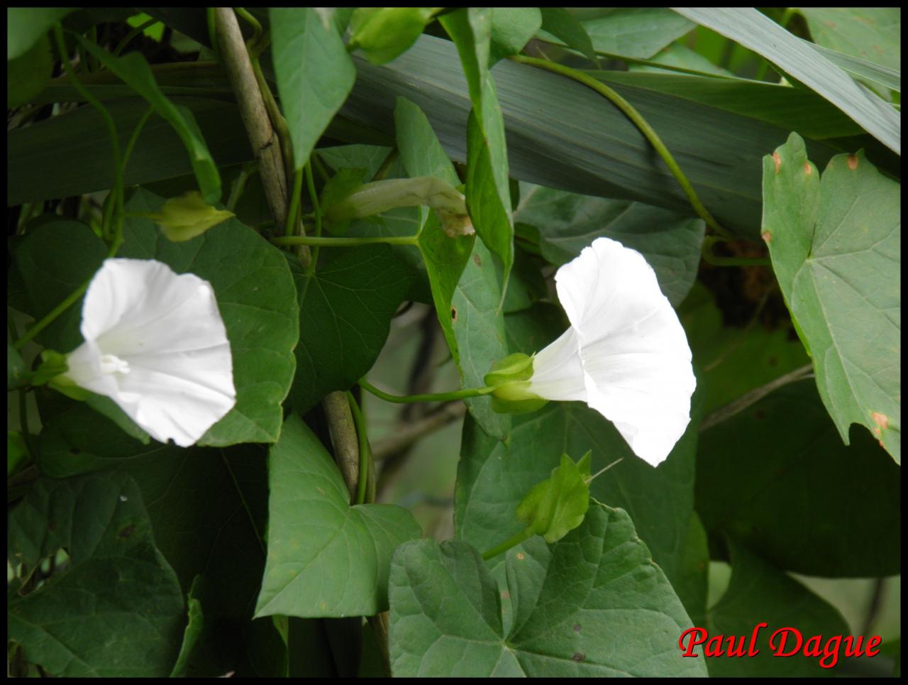 liseron des haies-calystegia sepium-convolvulacée